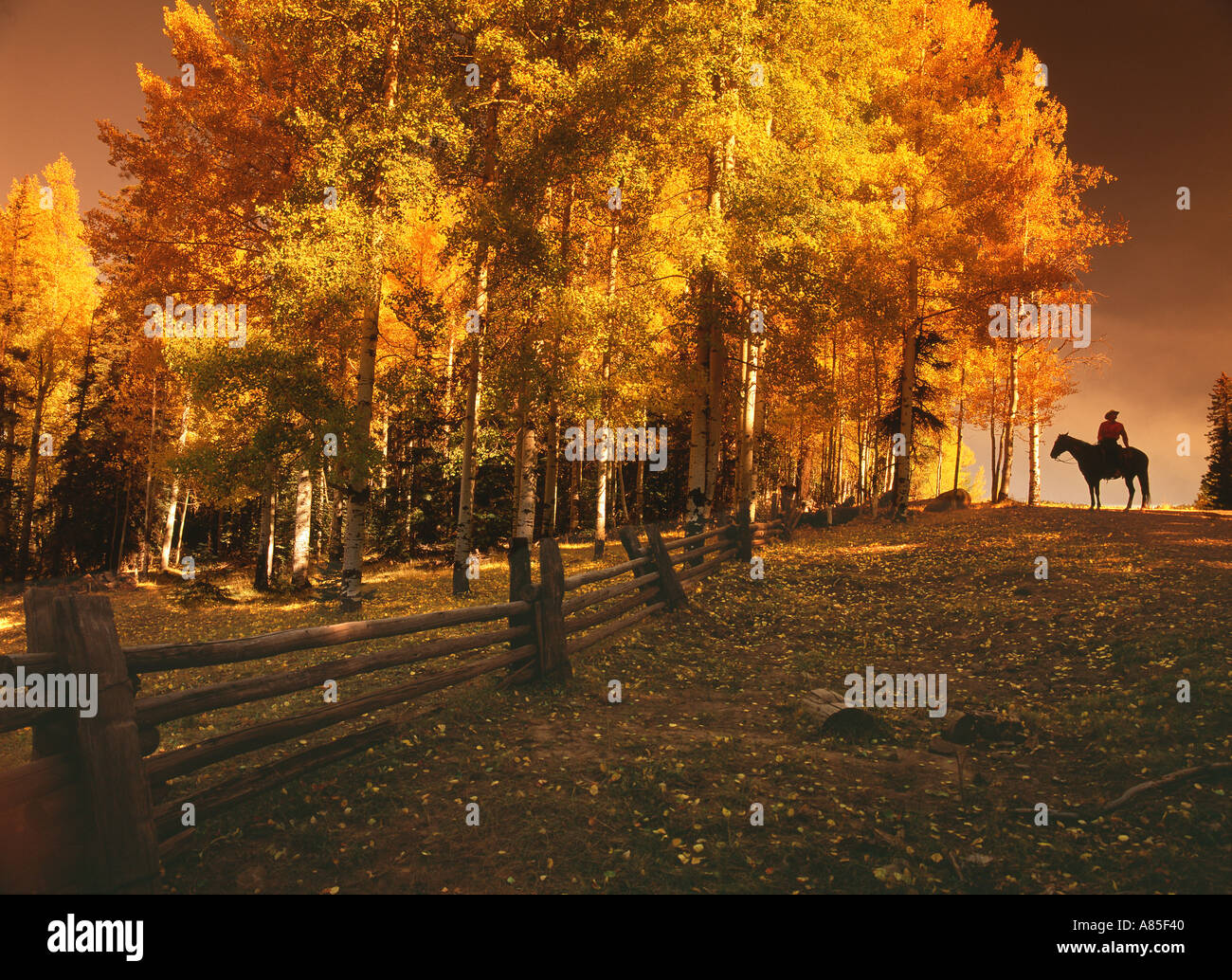 Cowboy riding horse in autumn trees Stock Photo