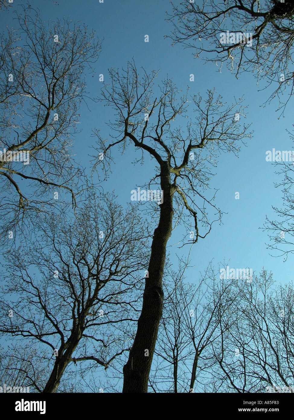 Leafless trees in woodlands Stock Photo
