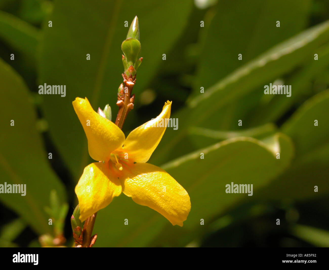 Winter Jasmine Stock Photo Alamy