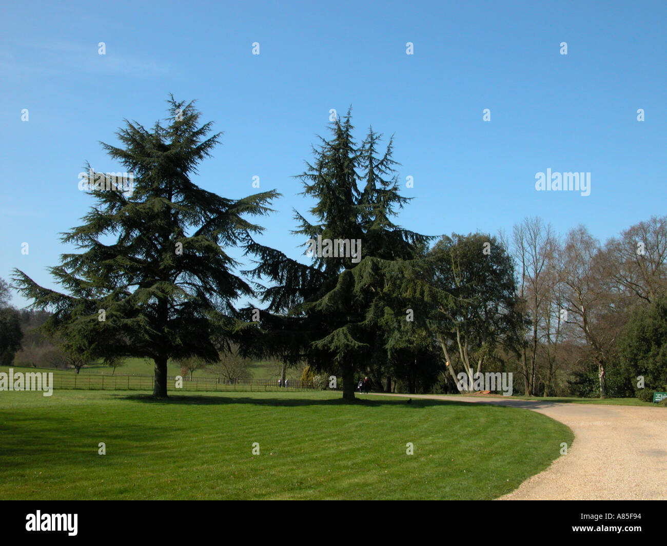 Two Coniferous trees Stock Photo