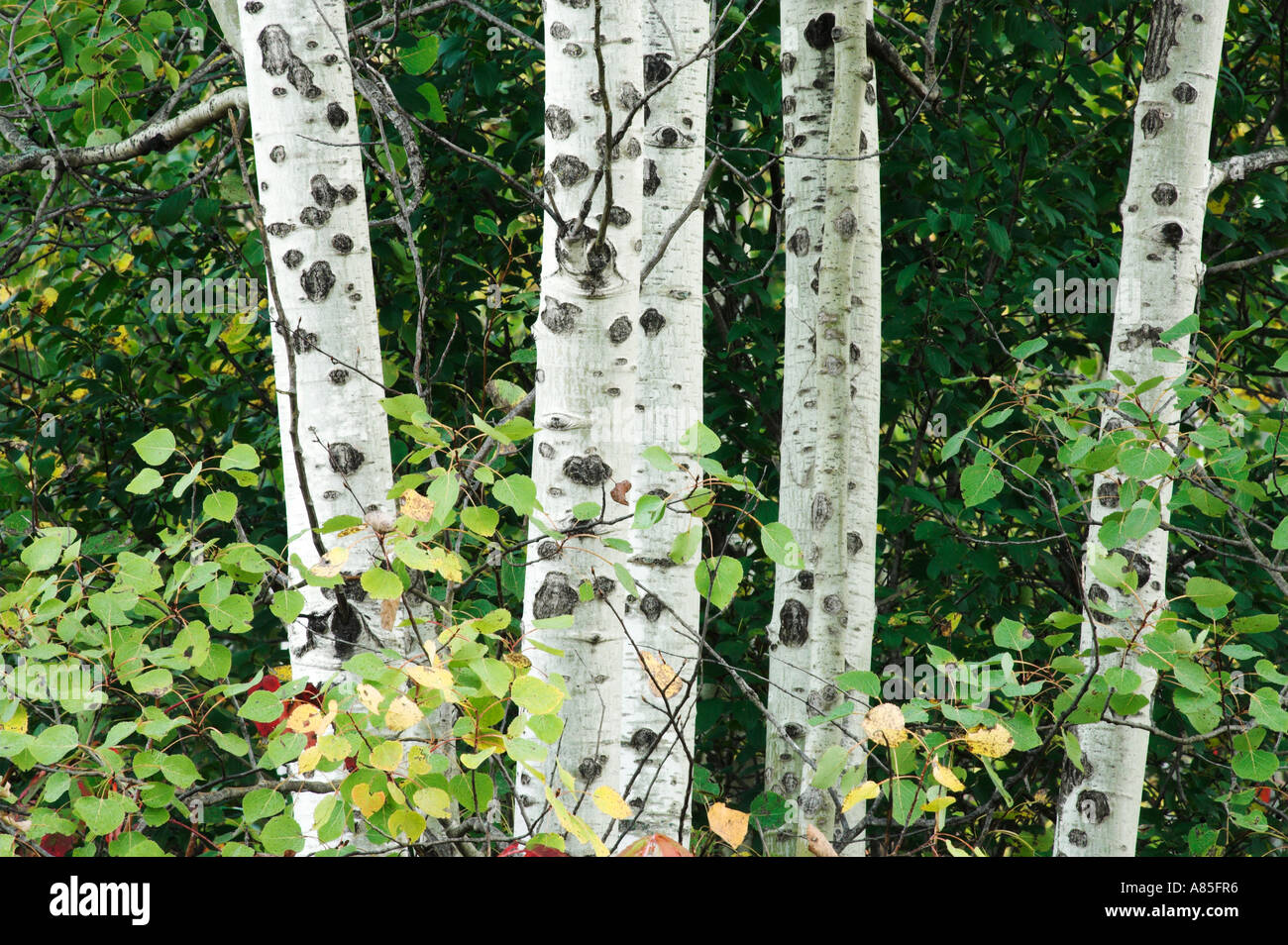 Aspen trees at Hyland Lake Park Reserve, Bloomington, Minnesota, USA