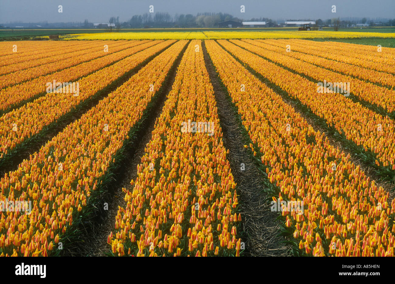 TULIPS FIELDS IN KEUKENHOF GARDENS HOLLAND Stock Photo - Alamy