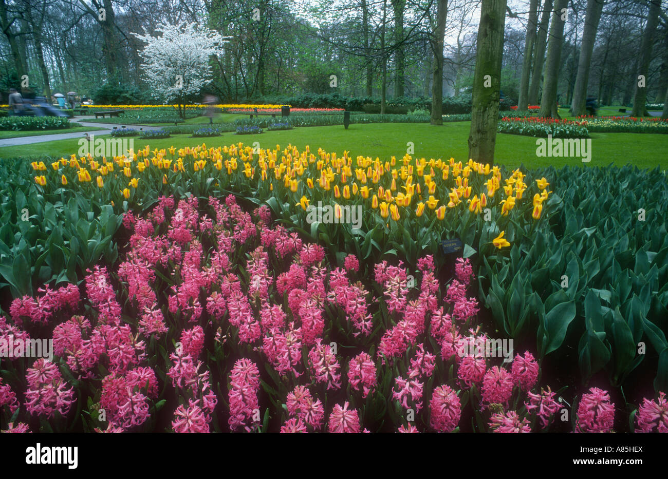 TULIPS IN KEUKENHOF GARDENS HOLLAND Stock Photo - Alamy