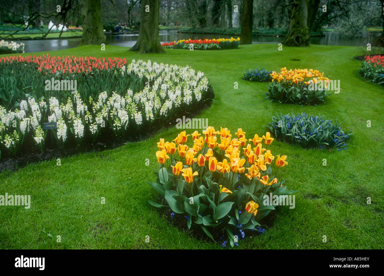 TULIPS IN KEUKENHOF GARDENS HOLLAND Stock Photo - Alamy
