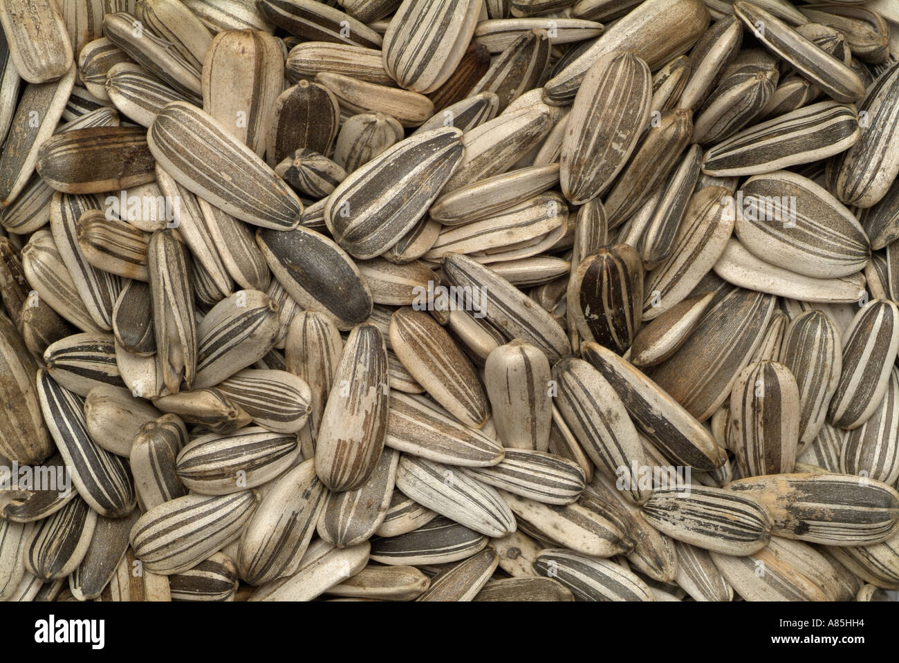 Sunflower Seeds, Close Up. Stock Photo