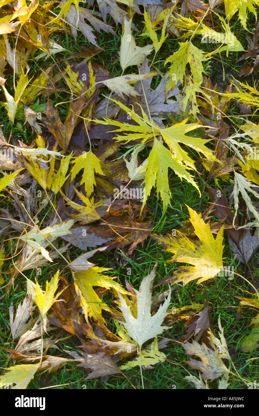 Maple seeds leaves hi-res stock photography and images - Alamy