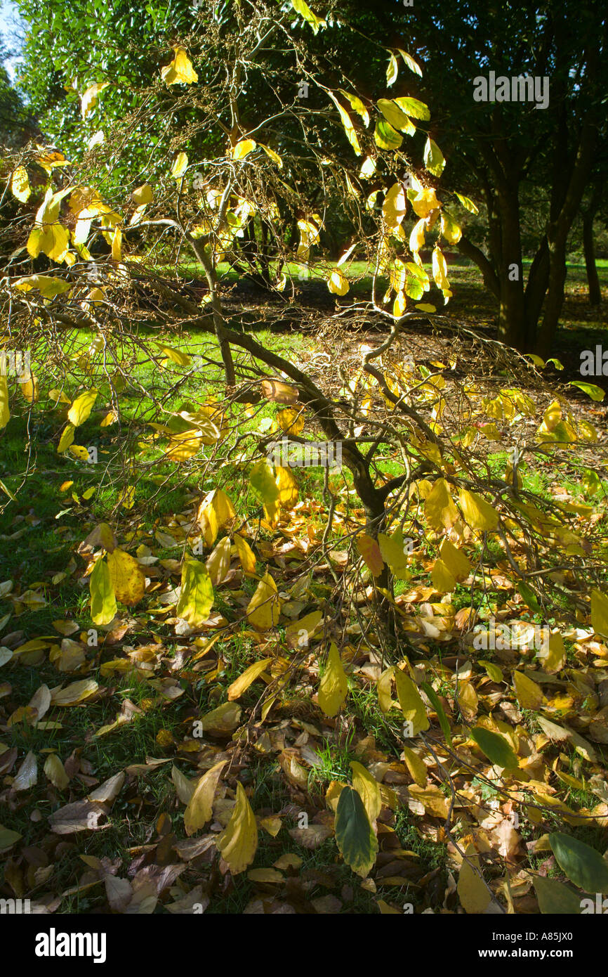 New Years Foliage >> Hamamelis Vernalis New Year Gold Autumn Foliage Stock Photo 6854431 New Years Foliage >> Hamamelis Vernalis New Year Gold Autumn Foliage Stock Photo 6854431