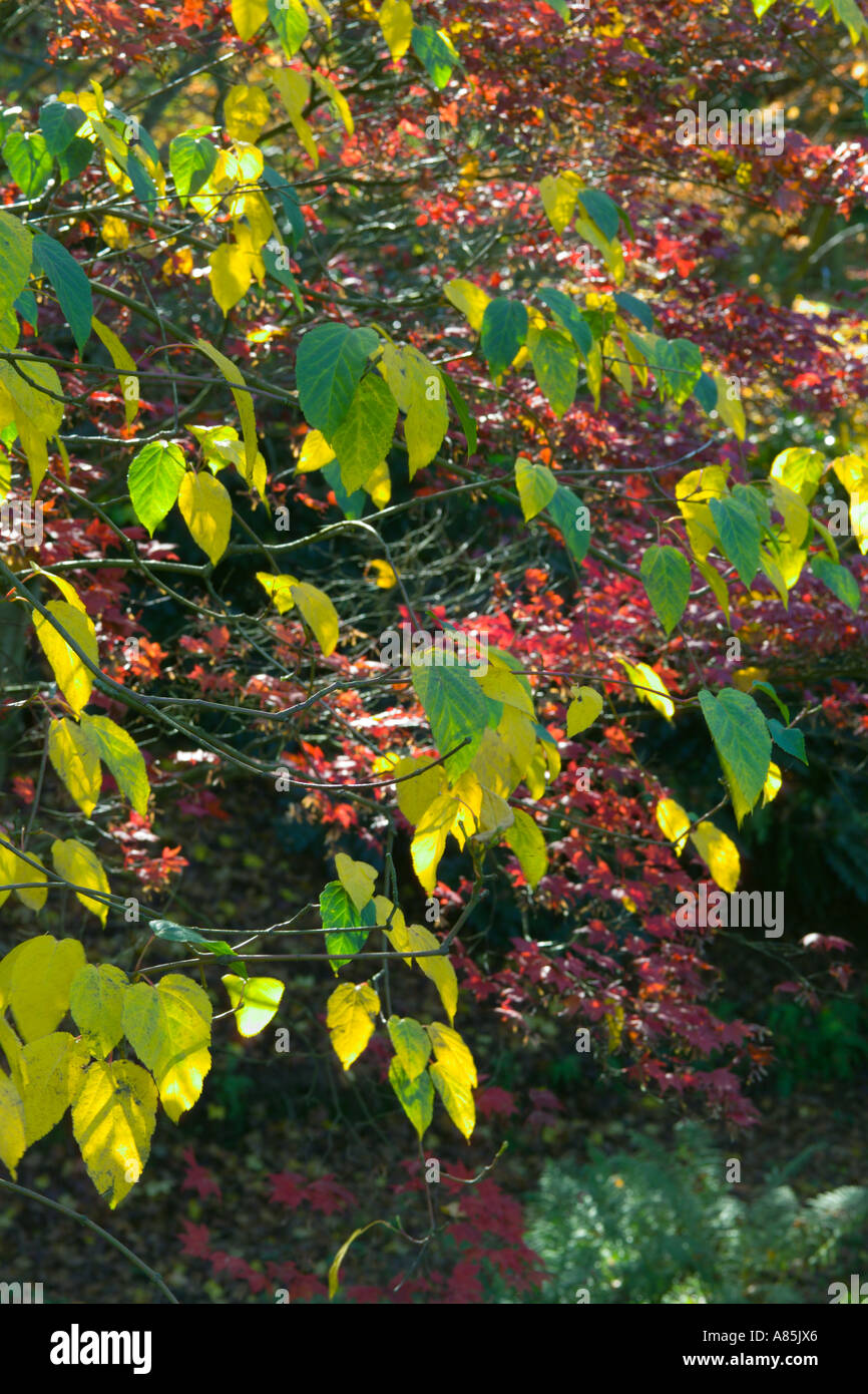 Acer davidii with Acer palmatum behind Autumn colours Stock Photo