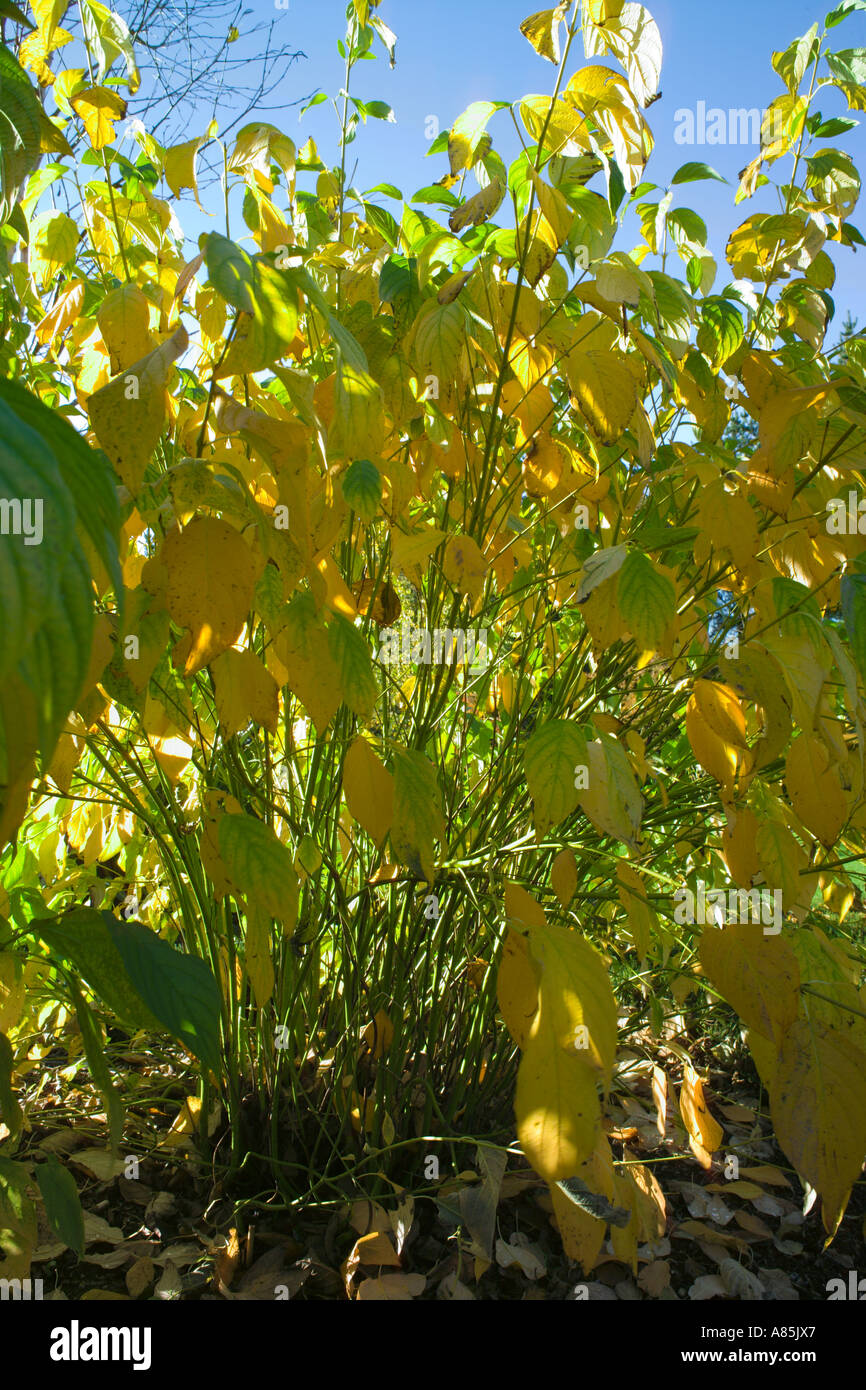 Cornus sericea Flaviramea Stock Photo