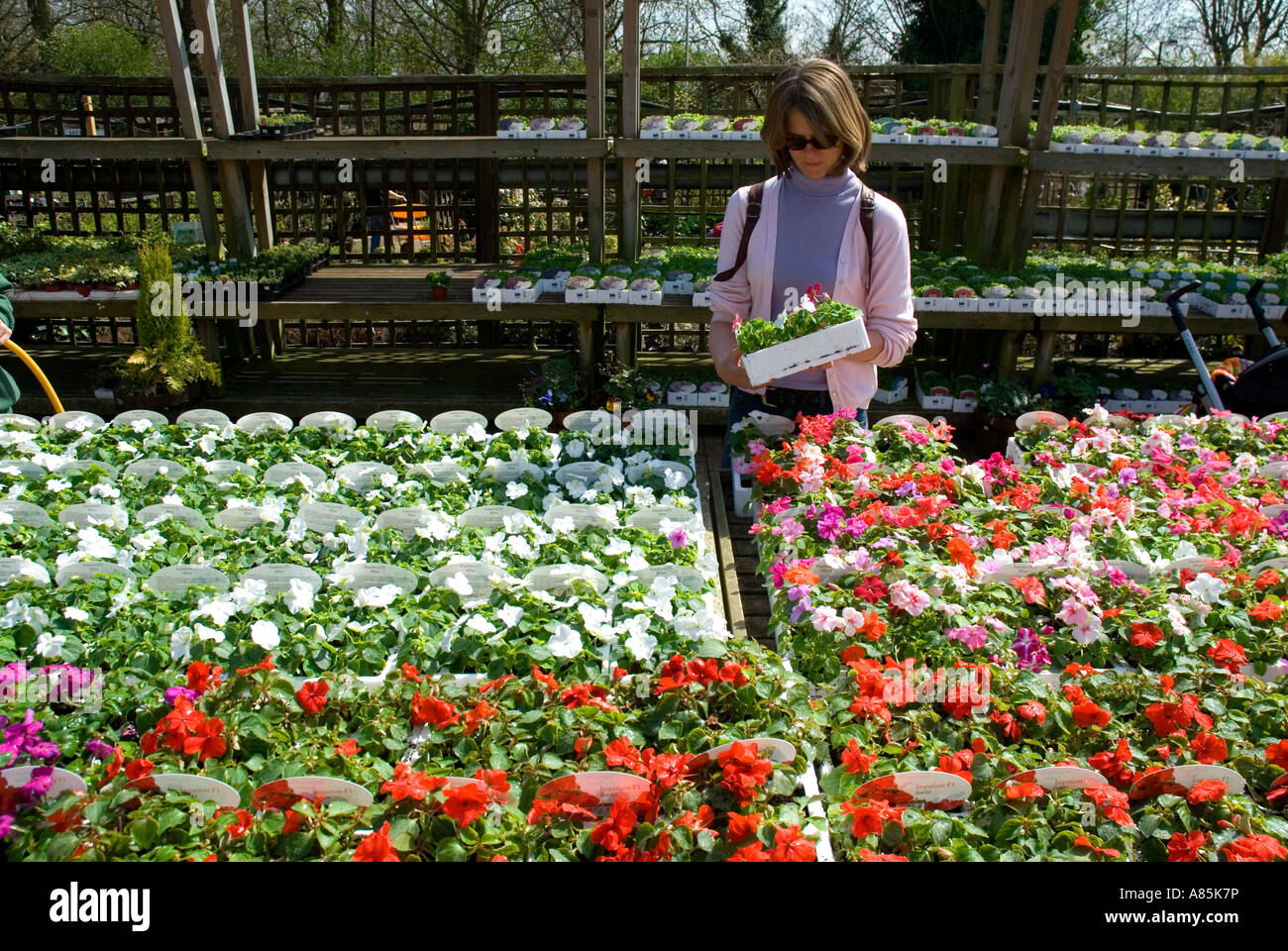 Woman choosing bedding plants at a London garden centre Easter weekend