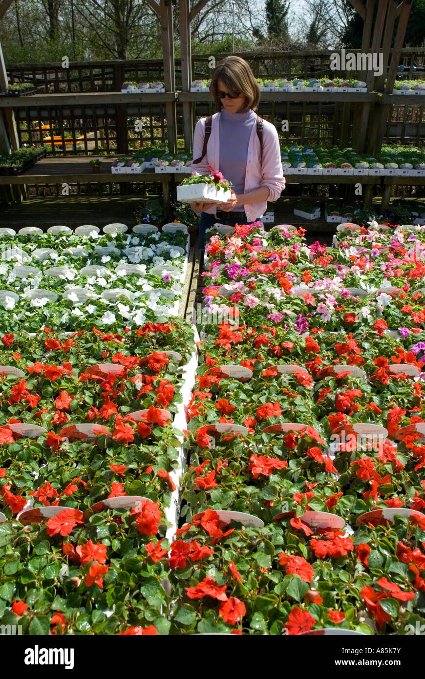 Woman choosing bedding plants at a London garden centre Easter weekend