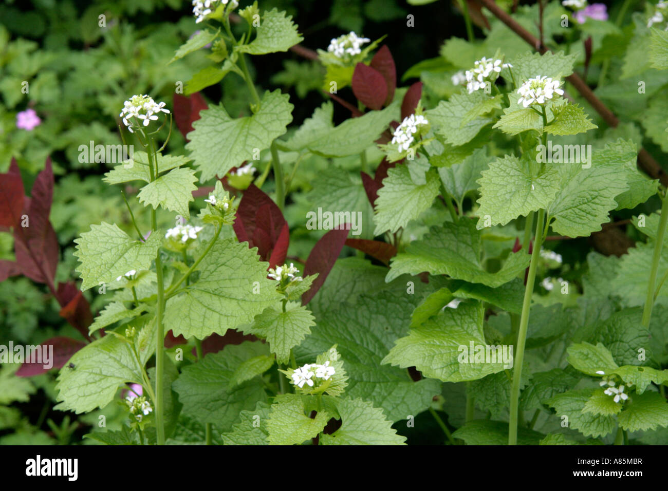 Jack by the Hedge or Garlic mustard Alliaria petiolata pokes up through the emerging shoots of Cotinus Grace Stock Photo