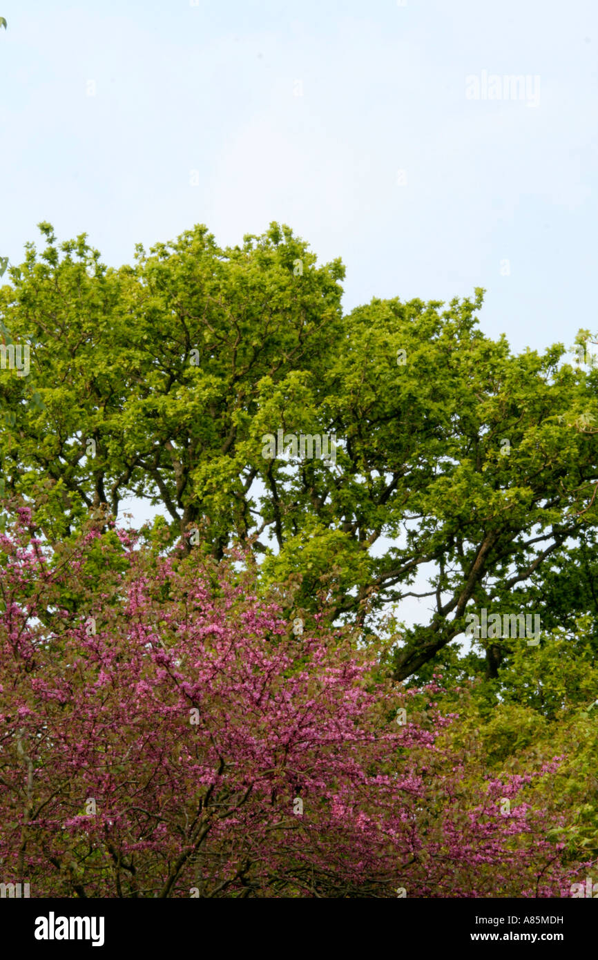 The Judas Tree Cercis siliquastrum and the fresh green foliage of Quercus robur Holbrook Garden Devon late April Stock Photo