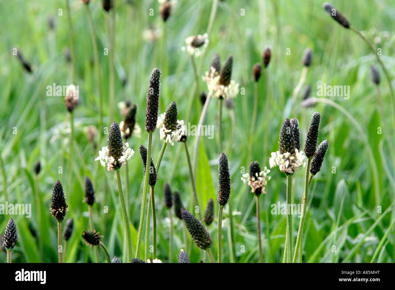 Plantago lanceolata -Ribwort Plantain is a common european wildplant which starts flowering from April Stock Photo