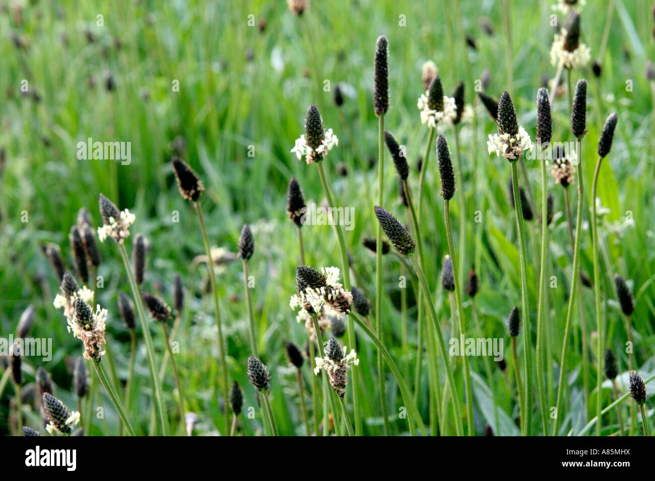 Plantago lanceolata - Ribwort Plantain is a common european wildplant which starts flowering from April Stock Photo