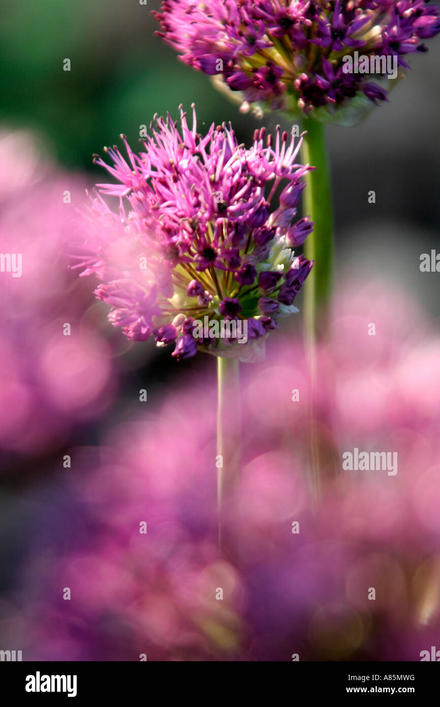 Allium Purple Sensation catches the evening light Stock Photo