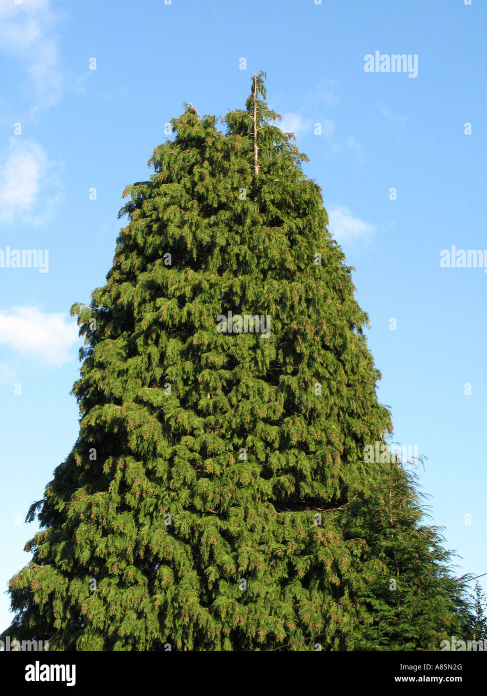 Leylandii Cypress conifer tree in suburban garden UK Stock Photo