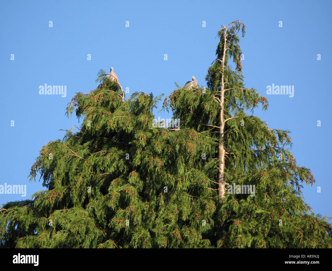 Leylandii Cypress conifer tree in suburban garden UK Stock Photo