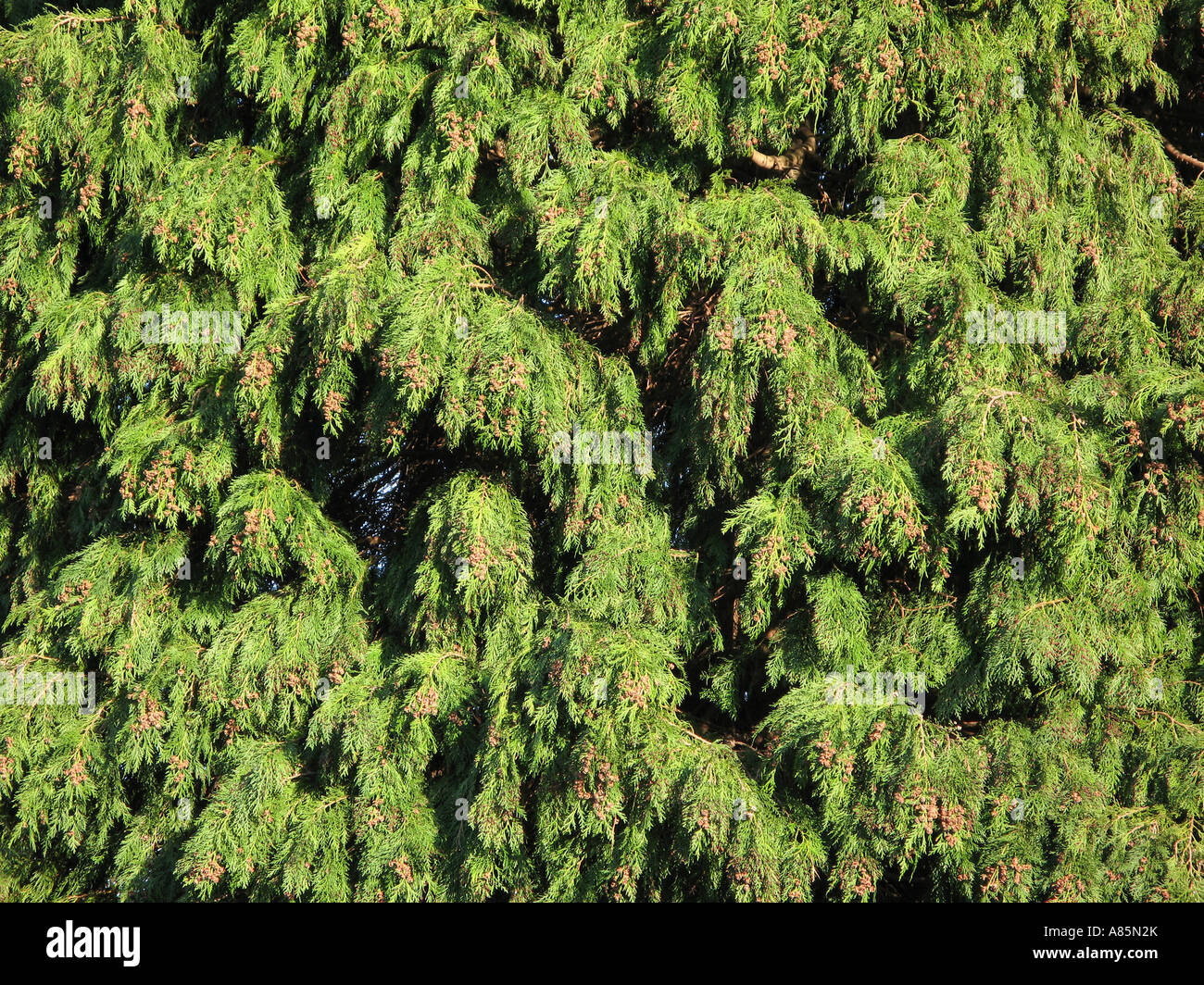 Leylandii Cypress conifer tree in suburban garden UK Stock Photo
