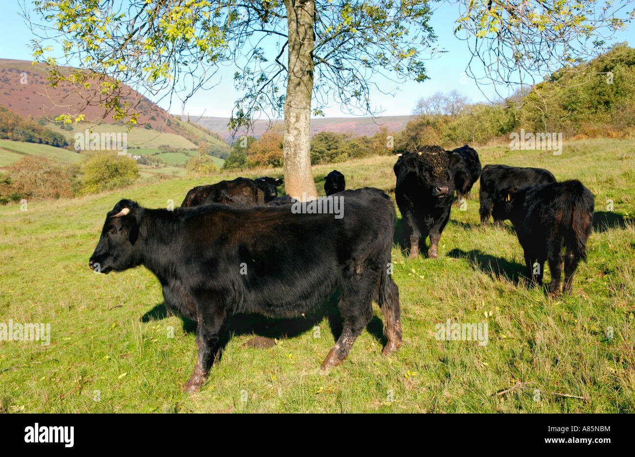 Welsh Black cattle grazing grass pasture on biodynamic organic farm at ...