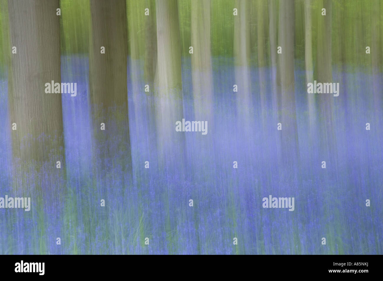 Bluebell Abstract Blickling Norfolk Stock Photo - Alamy
