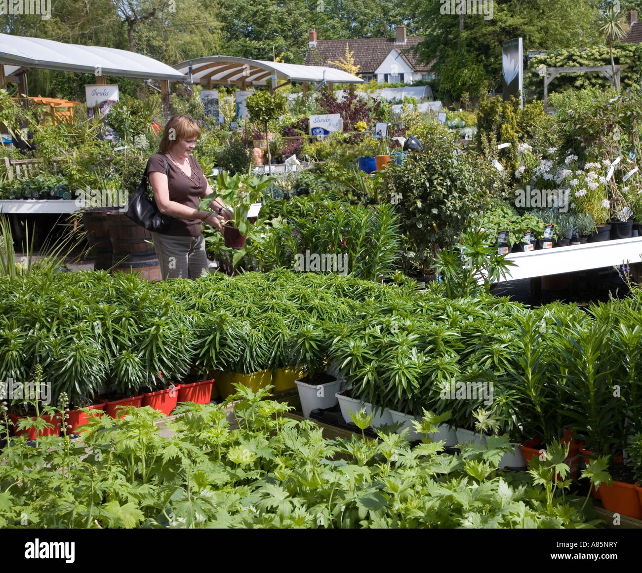 Woman Choosing Plants In A Garden Centre Wales Uk Stock Photo