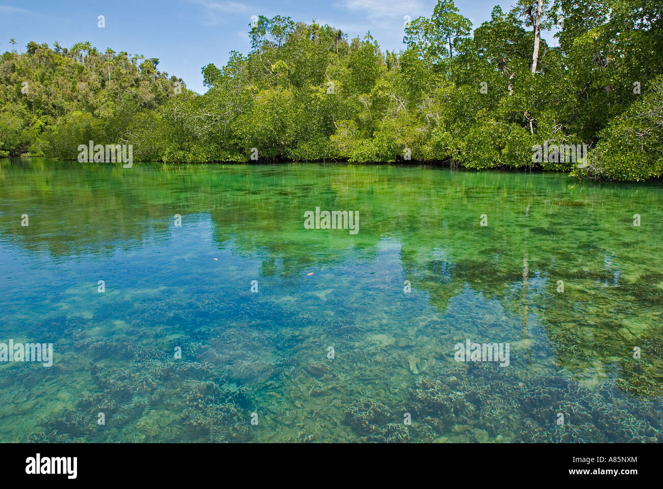 Lush green mangrove forest and limestone coastline of Gam Island, Raja Ampat Indonesia. Stock Photo