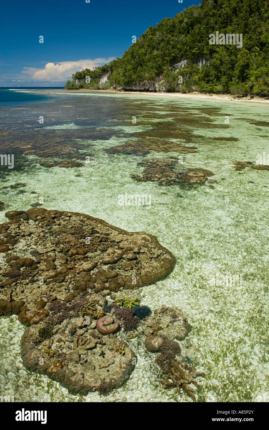 Corals on shallow reef crest of Kri Island, Raja Ampat Indonesia. Stock Photo