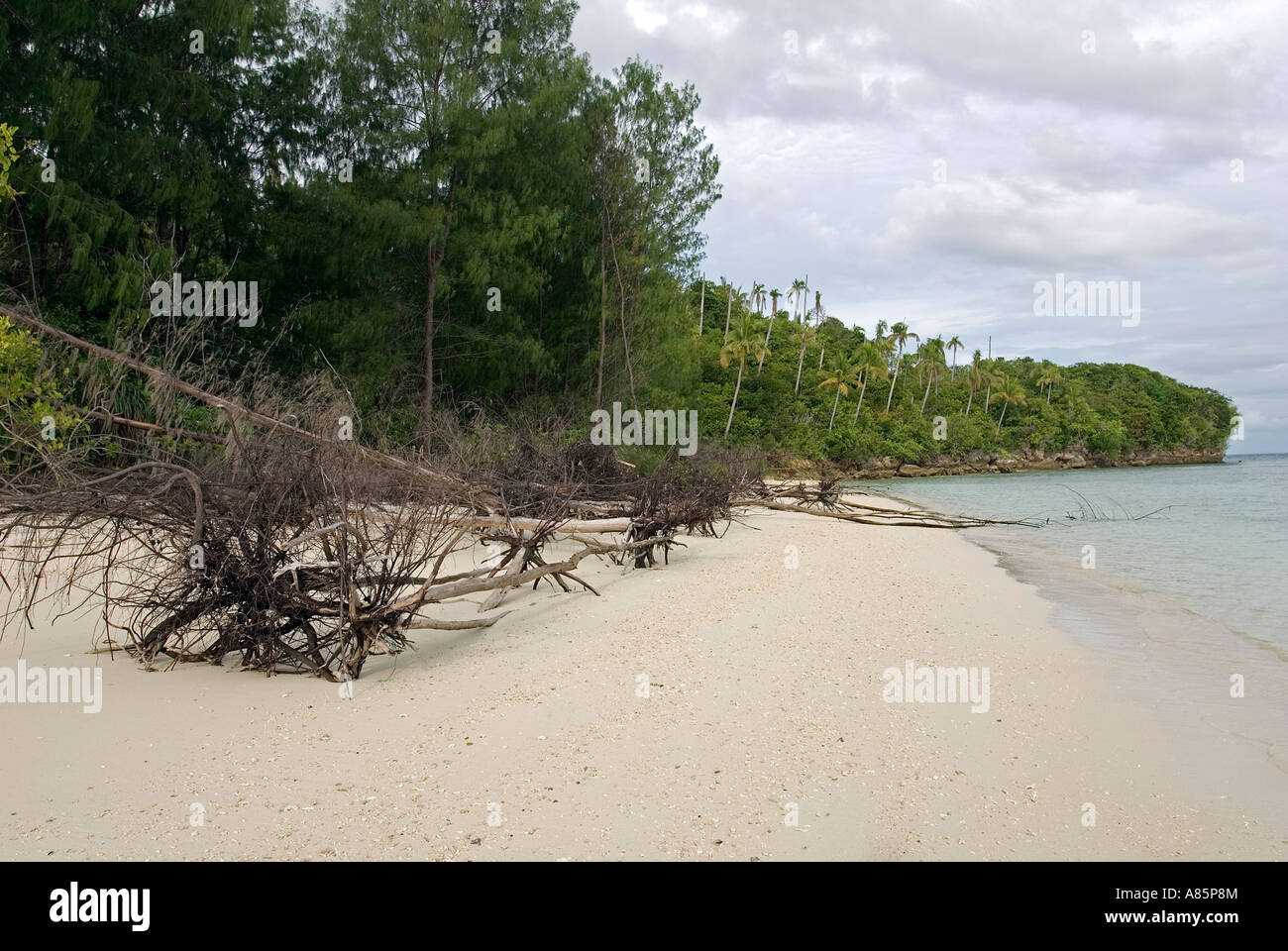 Dead trees because of sea level rise, Raja Ampat, Indonesia. Stock Photo