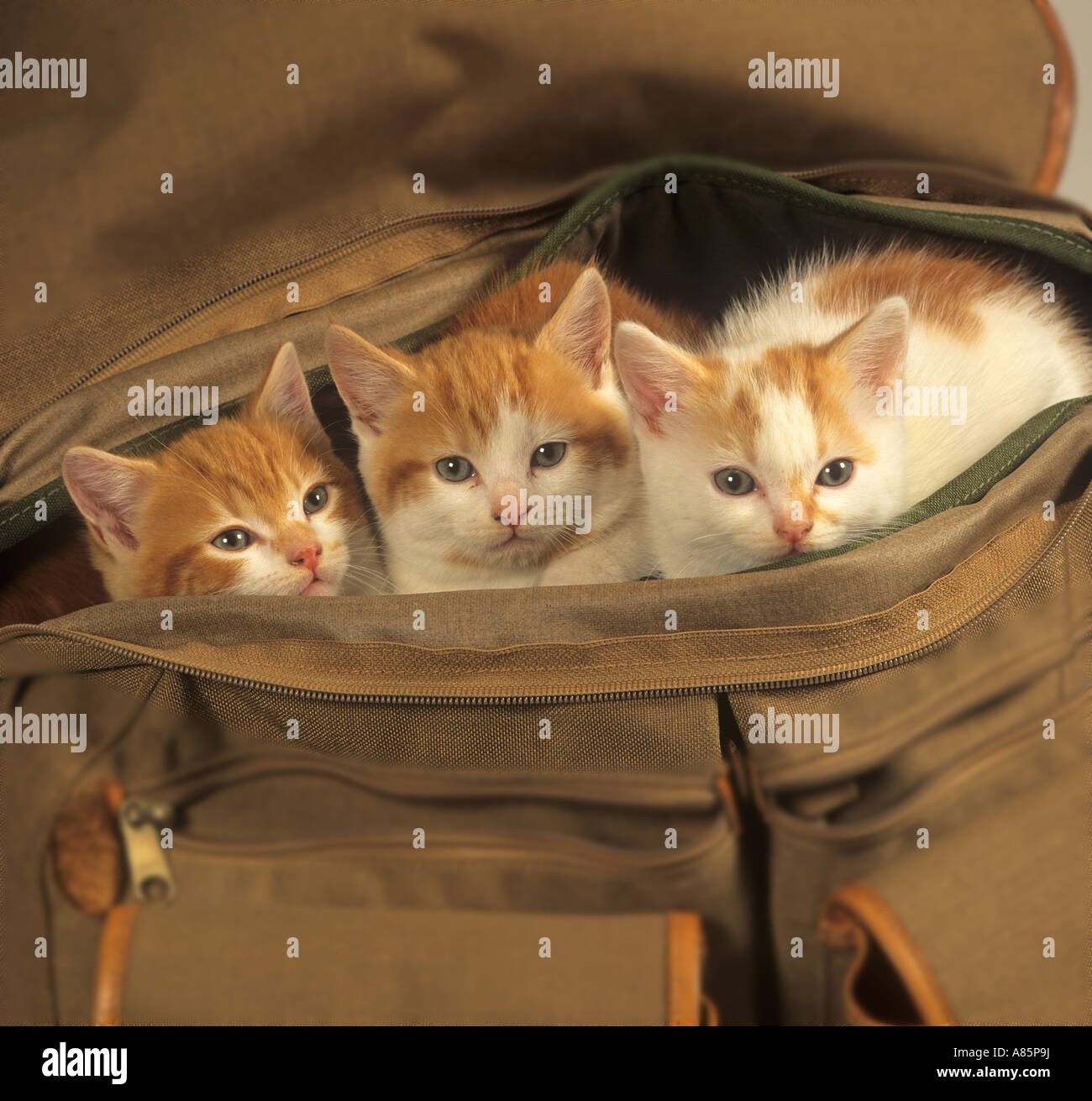 Ginger Kitten in Bag Stock Photo