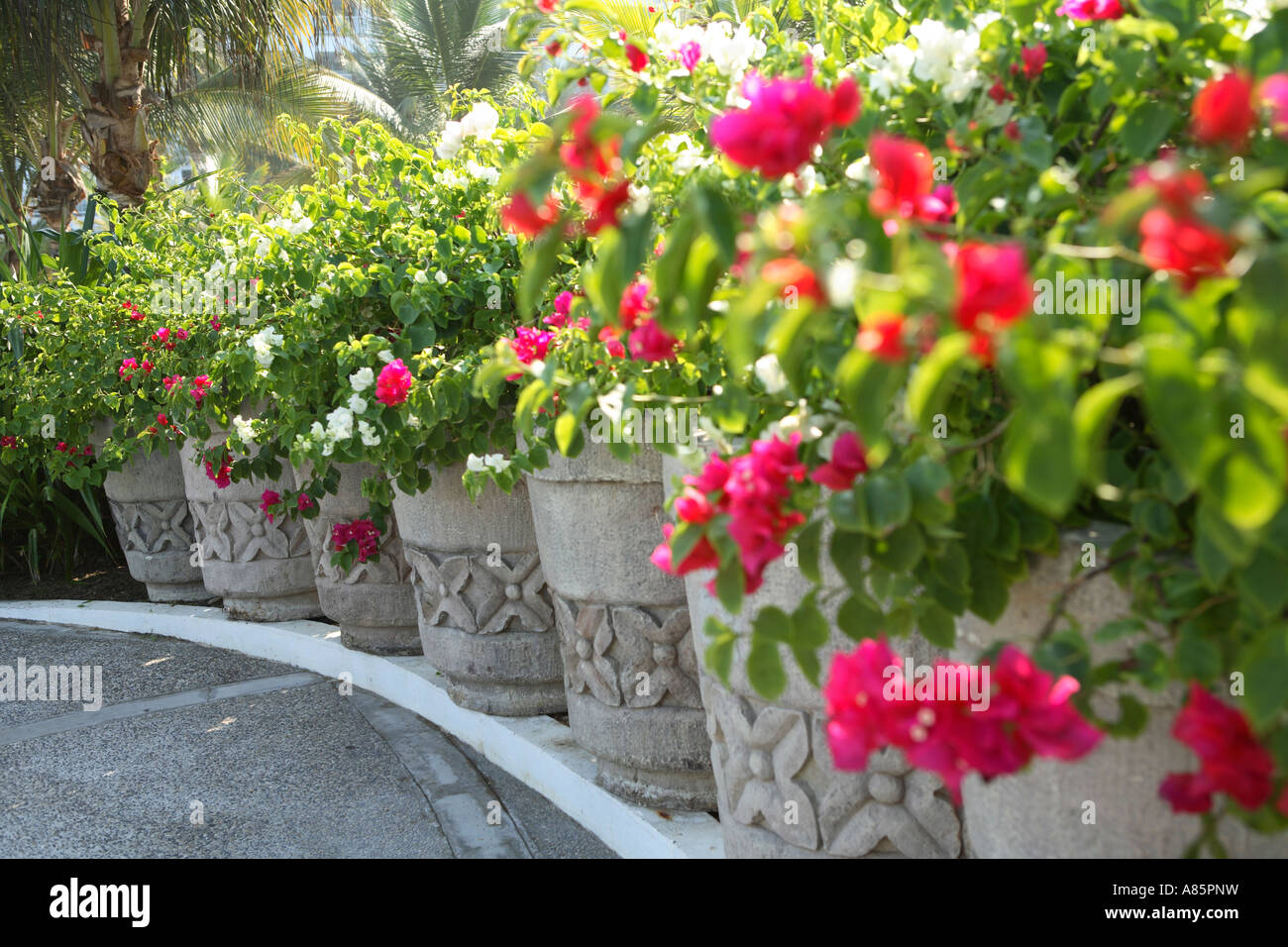 Flowers in stone pots Acapulco, Mexico Stock Photo