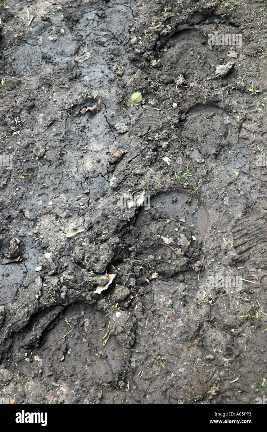 Hoof prints Stock Photo Alamy
