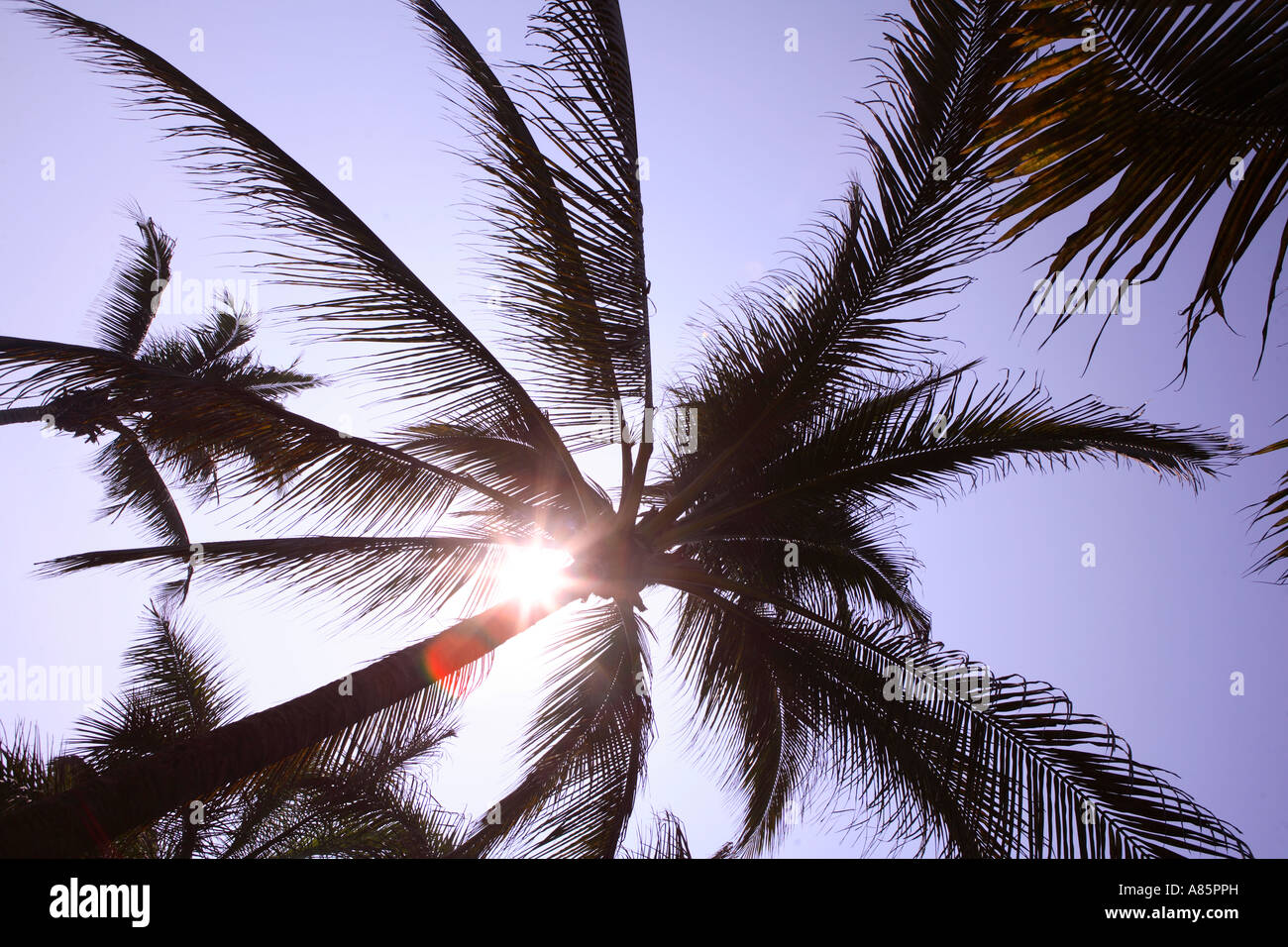 Trees of palm trees hi-res stock photography and images - Alamy