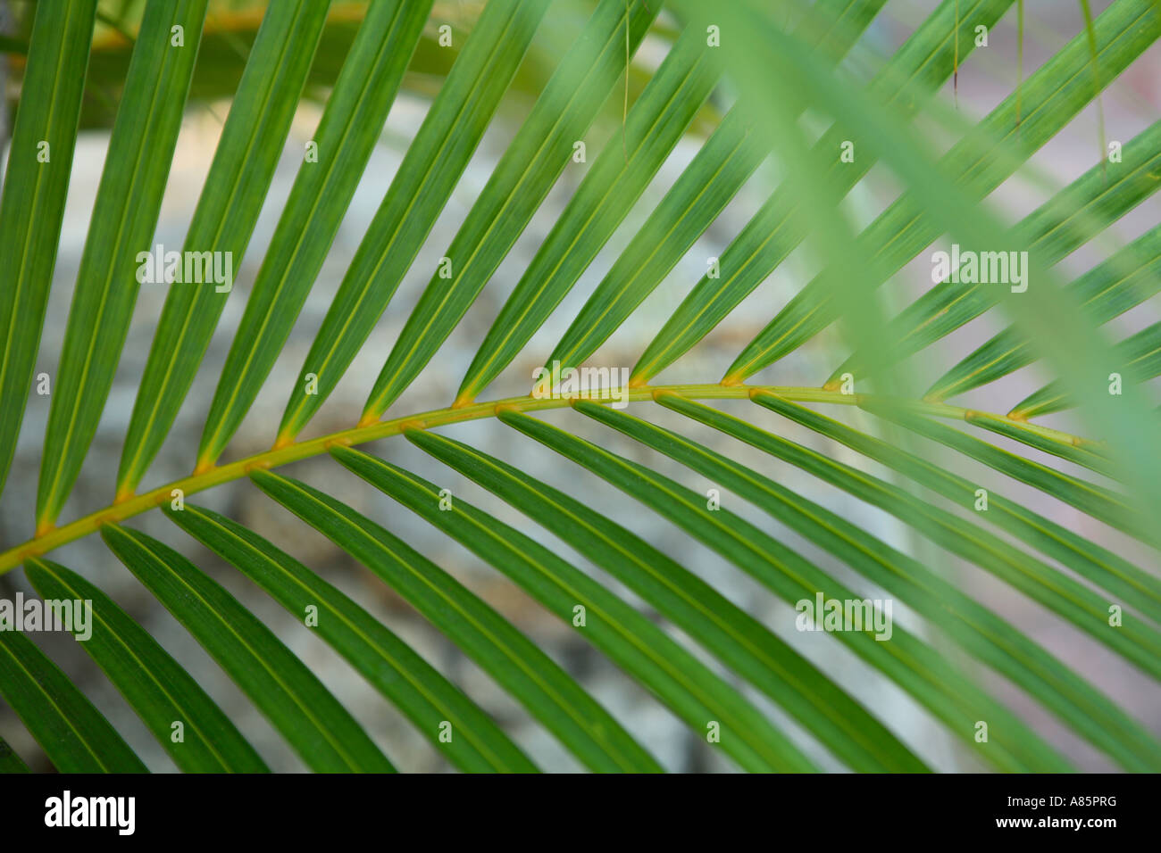 Palm branch Stock Photo