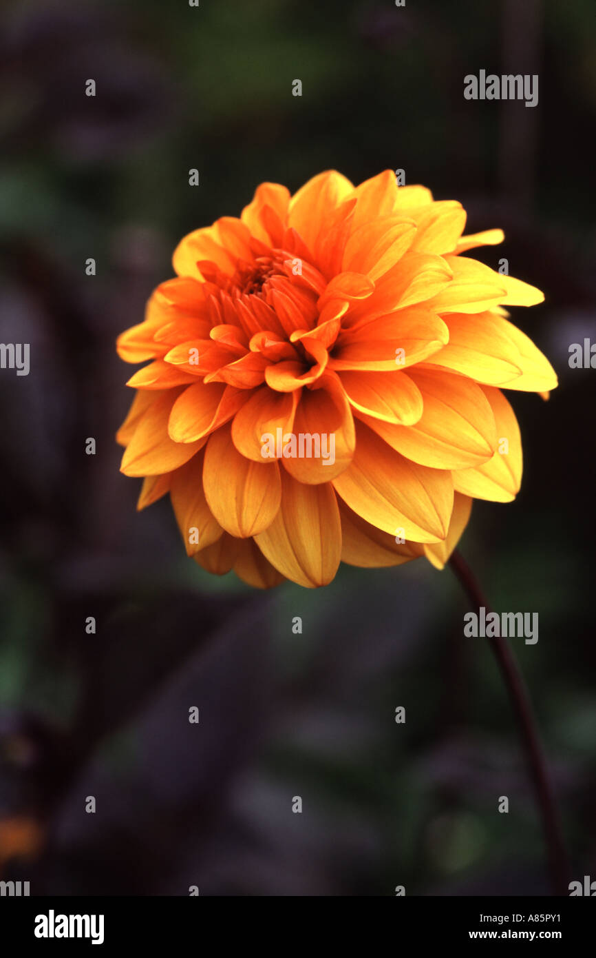 David garden hi-res stock photography and images - Alamy
