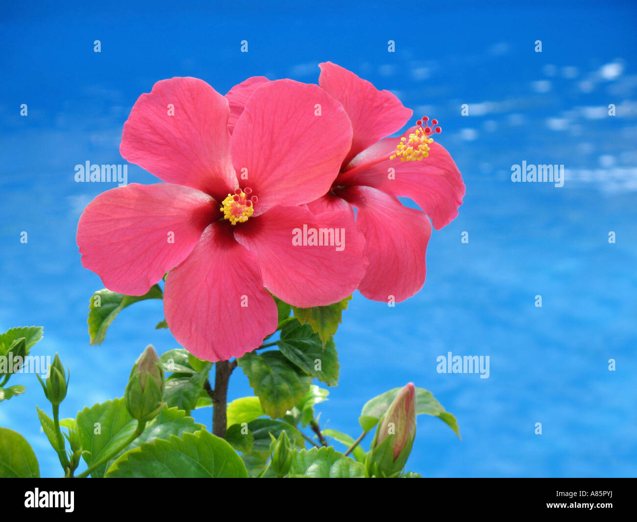 Pink hibiscus flower with pool in background Stock Photo - Alamy