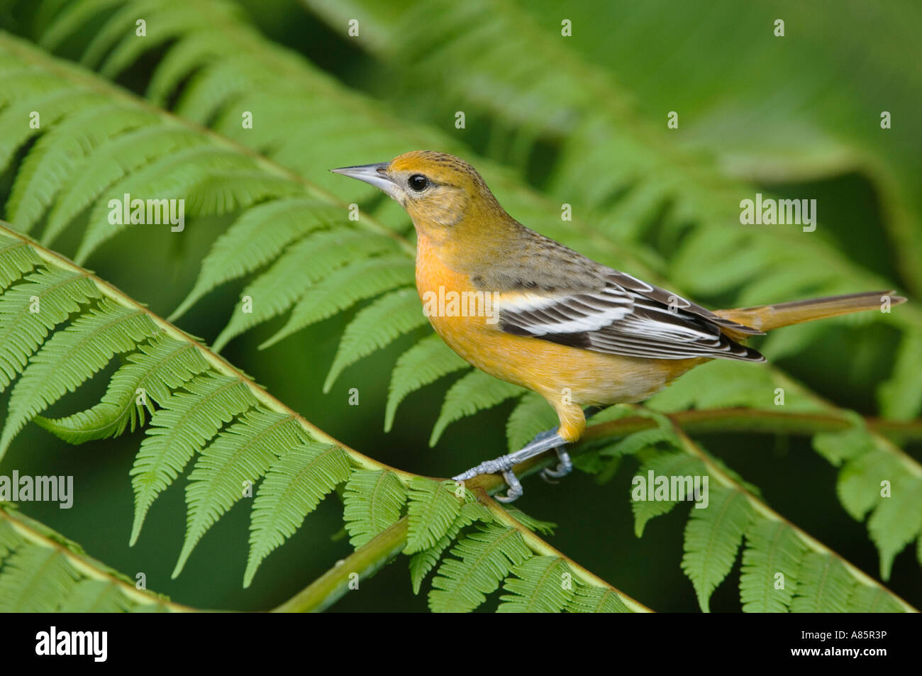 Female baltimore oriole bird hi-res stock photography and images - Alamy