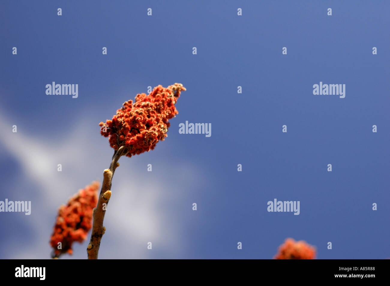 Staghorn Sumac rhus against a deep blue sky in Eastern Canada New Brunswick along the St John River Stock Photo