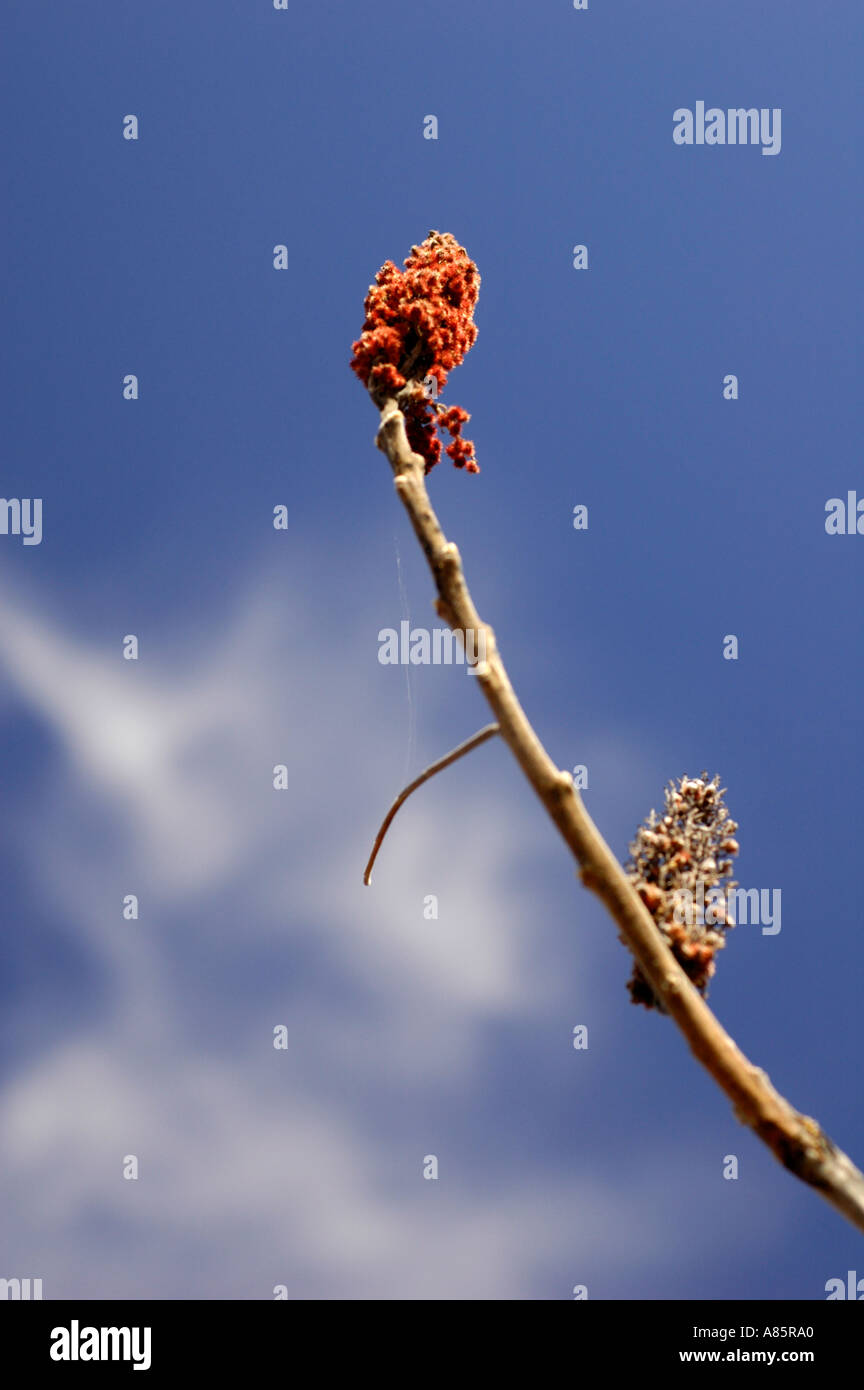 Staghorn Sumac rhus against a deep blue sky in Eastern Canada New Brunswick along the St John River Stock Photo