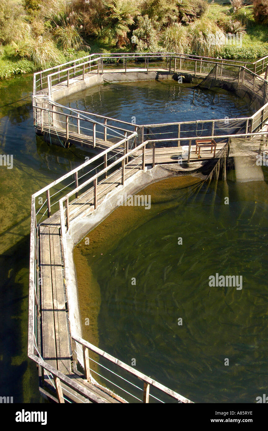 Trout farming in New Zealand Stock Photo Alamy