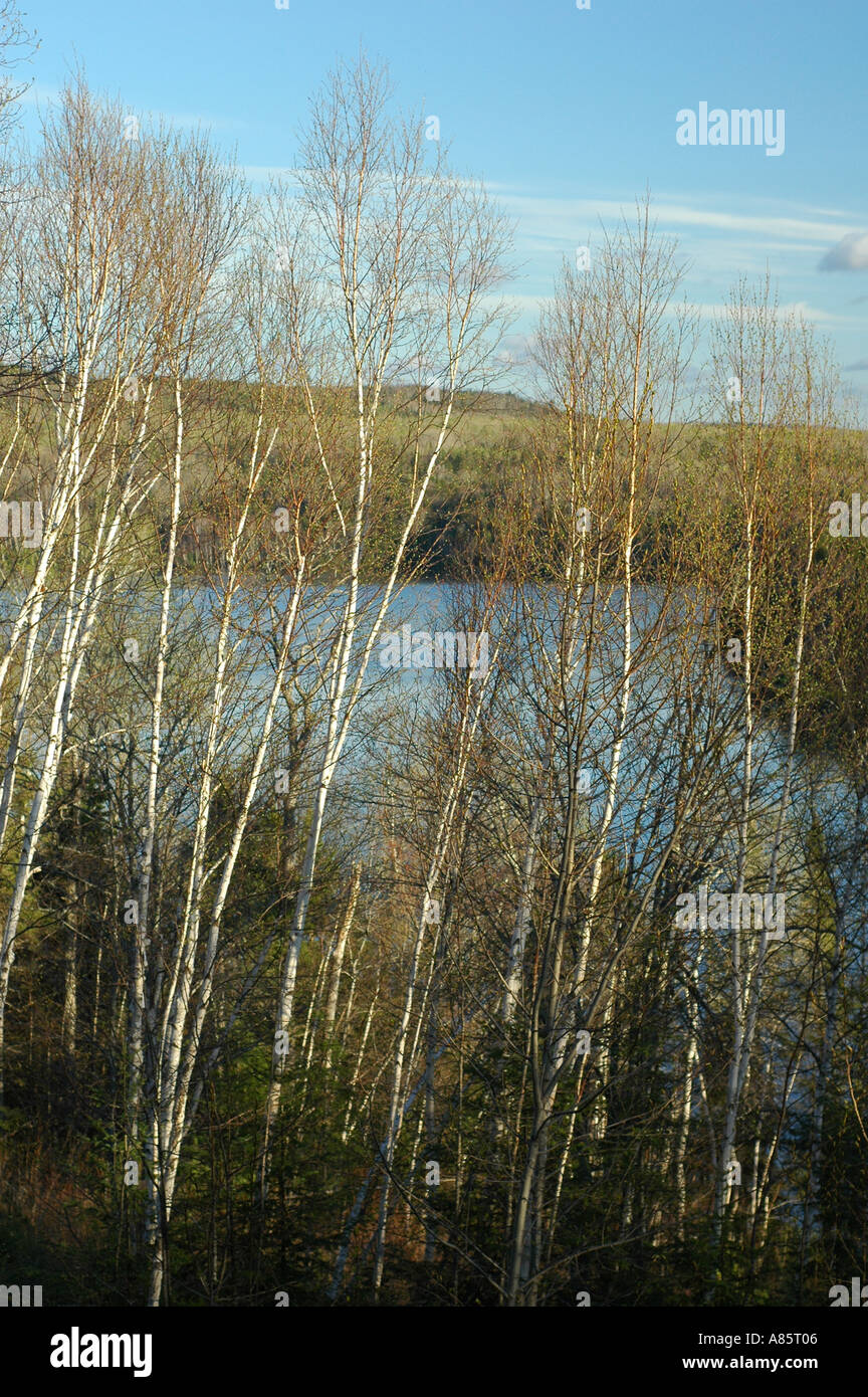 White birch and poplar trees by lake in the St John River Valley New Brunswick Canada Stock Photo