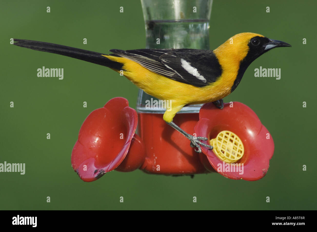 Hooded Oriole Icterus Cucullatus Male Drinking From Hummingbird