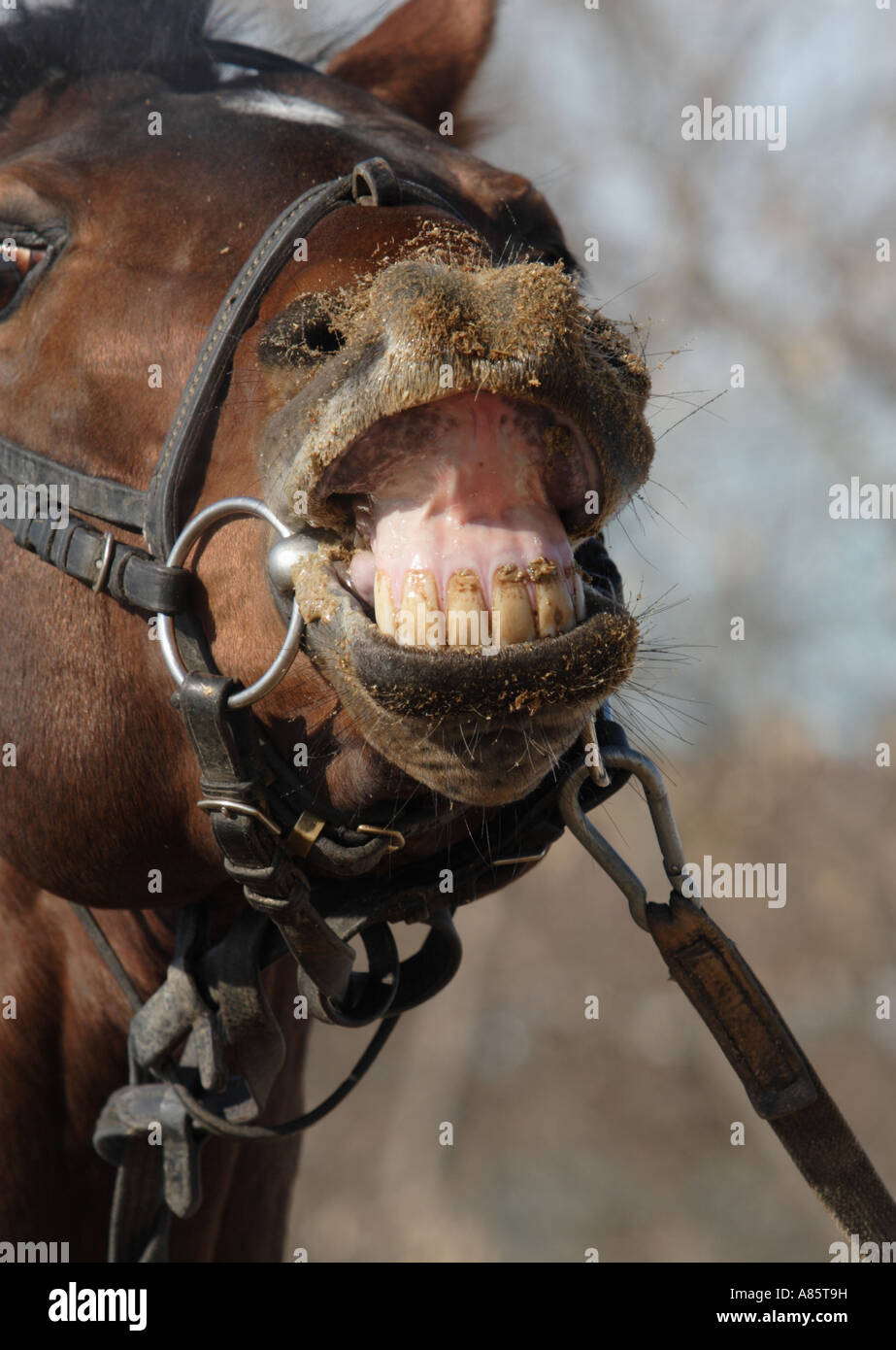Teeth of the horse Stock Photo Alamy