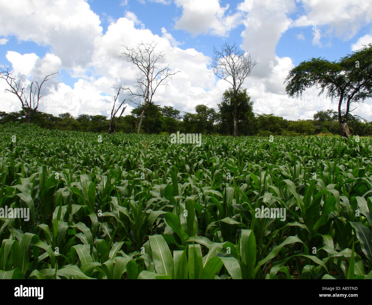Young lush green corn (maize) plants in a farm field with blue sky and