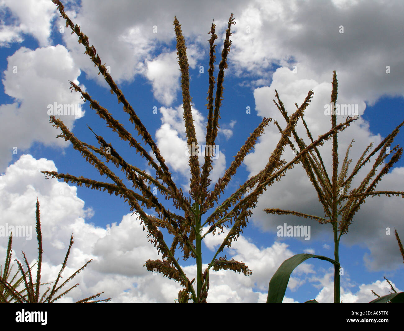 Corn (maize) plant tassels with pollen and green leaves against blue sky in a farm field in Copperbelt region of Zambia in Southern Africa Stock Photo