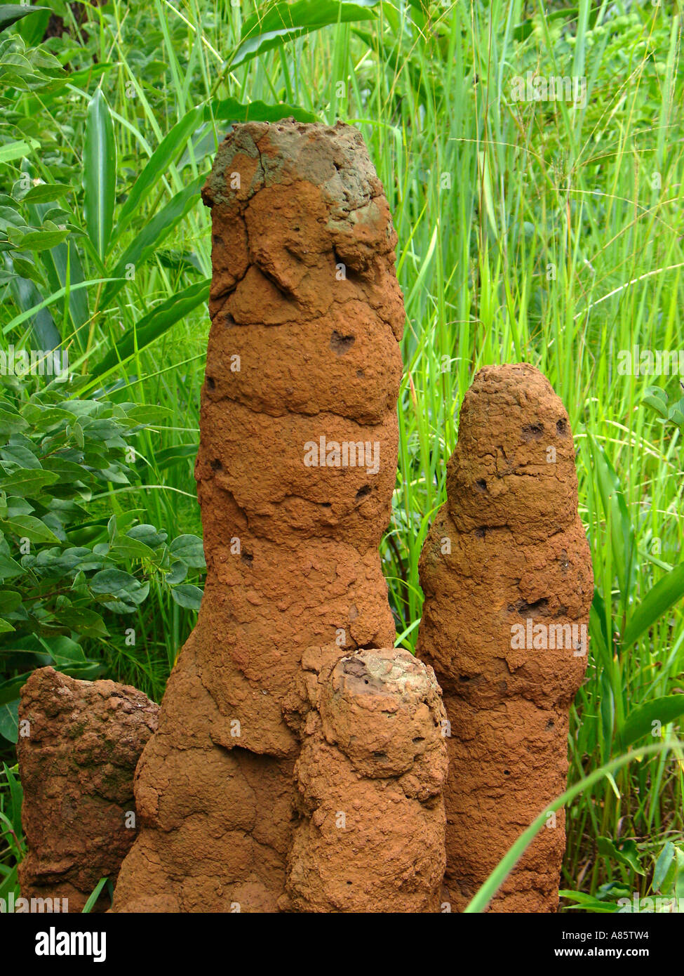 Close-up shot of African termite mounds with lush green vegetation in rural area of the Copperbelt province of Zambia, Southern Africa Stock Photo
