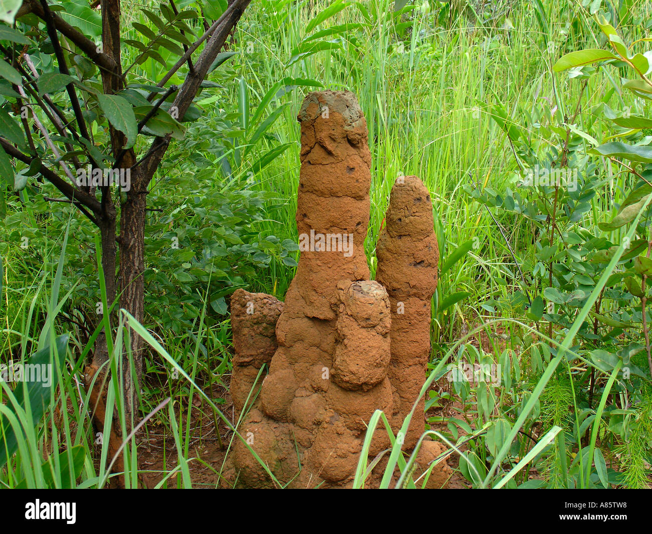 African termite mounds with lush green vegetation in rural area of the Copperbelt province of Zambia, Southern Africa Stock Photo