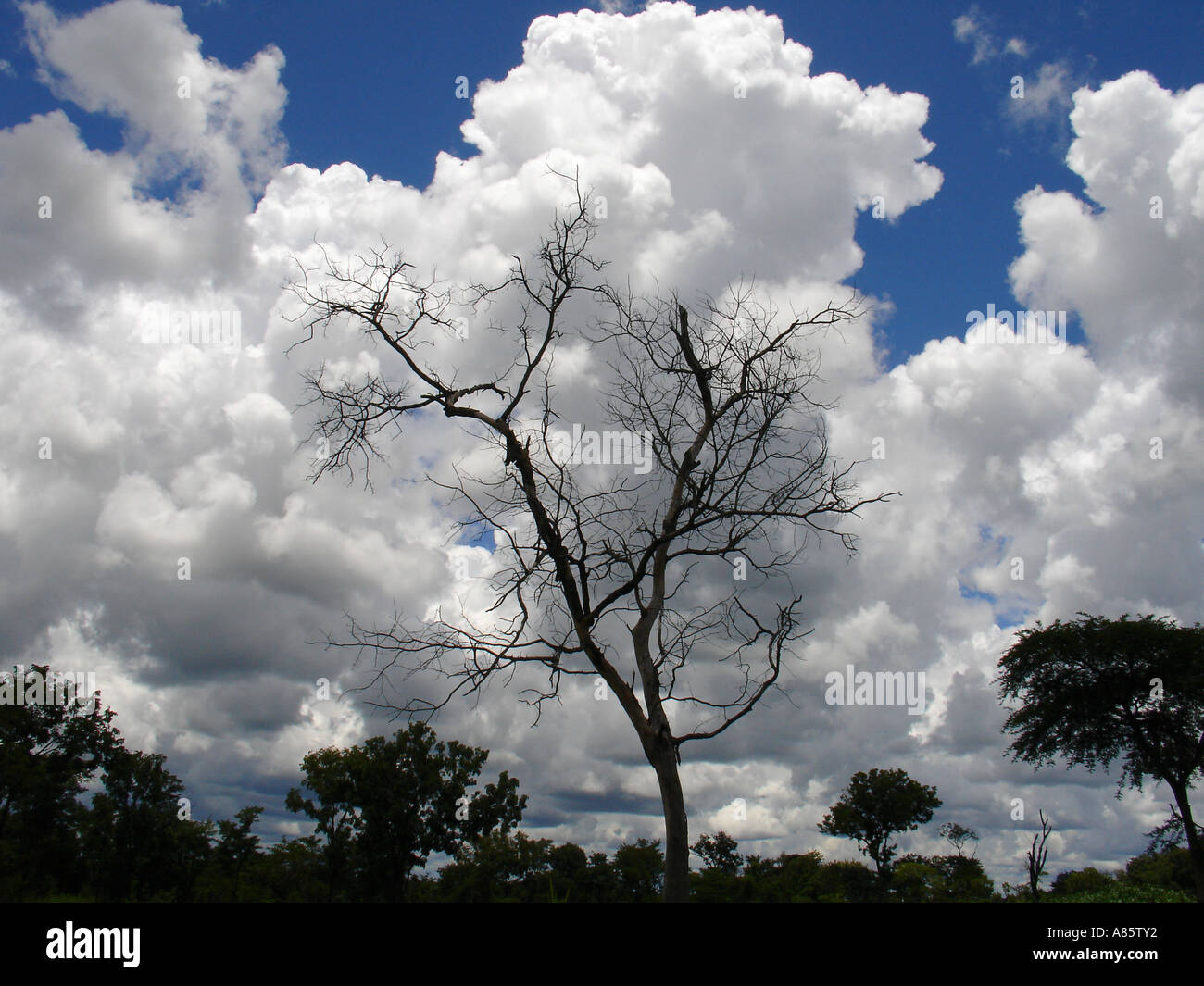 Dry dead tree against blue sky and fluffy white clouds in rural ...