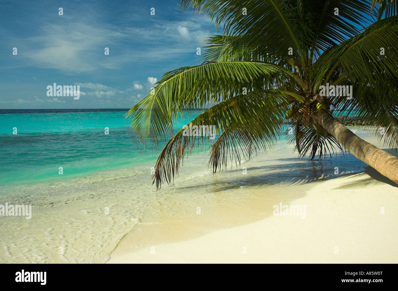 Beautiful beaches in the Maldives where palm trees grow close to the ...
