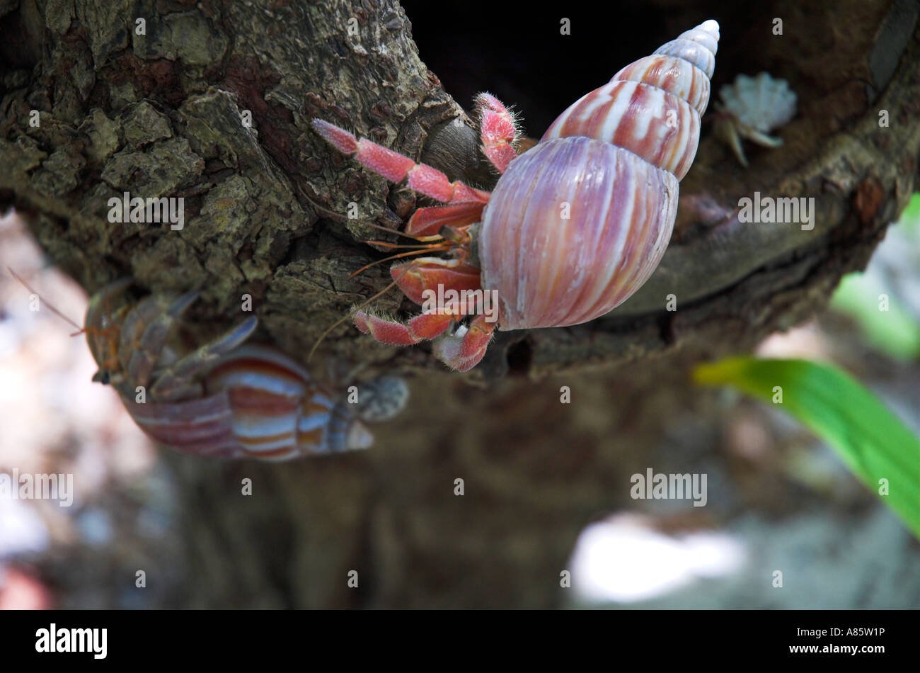 Hermit crabs together hires stock photography and images Alamy